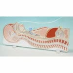 MW8 Tube Feeding Simulator (NG, OG And PEG)