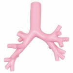 MW19 Difficult Airway Management Simulator For Bronchofiberscopy