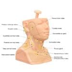 MW30 Head and Neck Palpation Trainer