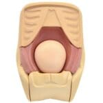 MW38 Uterine Involution Assessment Simulator