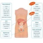 MW43 Abdominal Examination Simulator (with Auscultation)