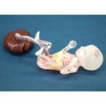 Fetus Ultrasound Examination Phantom SPACE FAN ST US-7A