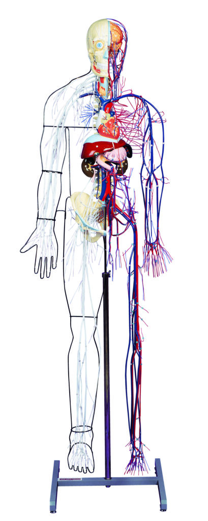 A100 Full-figure Nervous and Circulatory System Model
