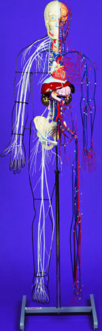 A100 Full-figure Nervous and Circulatory System Model