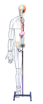 A25 Full-figure Nervous System Model