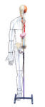 A25 Full-figure Nervous System Model
