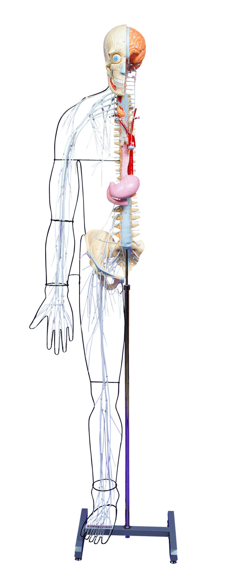 A25 Full-figure Nervous System Model
