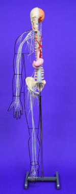 A25 Full-figure Nervous System Model