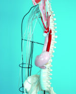 A25 Full-figure Nervous System Model