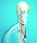 A25 Full-figure Nervous System Model
