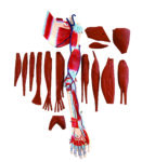 Anatomical