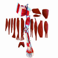 Anatomical