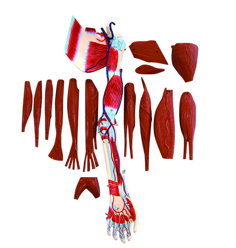Anatomical