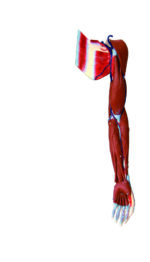 A2D Dissectible Anatomy of Arm (parts)
