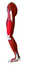 A3D Dissectible Anatomy of Leg (parts)