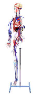 A62 Circulatory System with Skelton Model