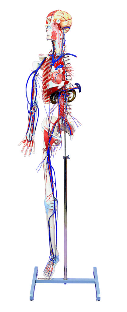 A62 Circulatory System with Skelton Model