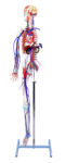 A62 Circulatory System with Skelton Model