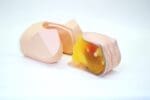 Female Pelvic Ultrasound Phantom (Transvaginal and Transabdominal) Gynecology US-10