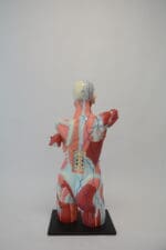A1A Human Anatomy Torso (dual sex)