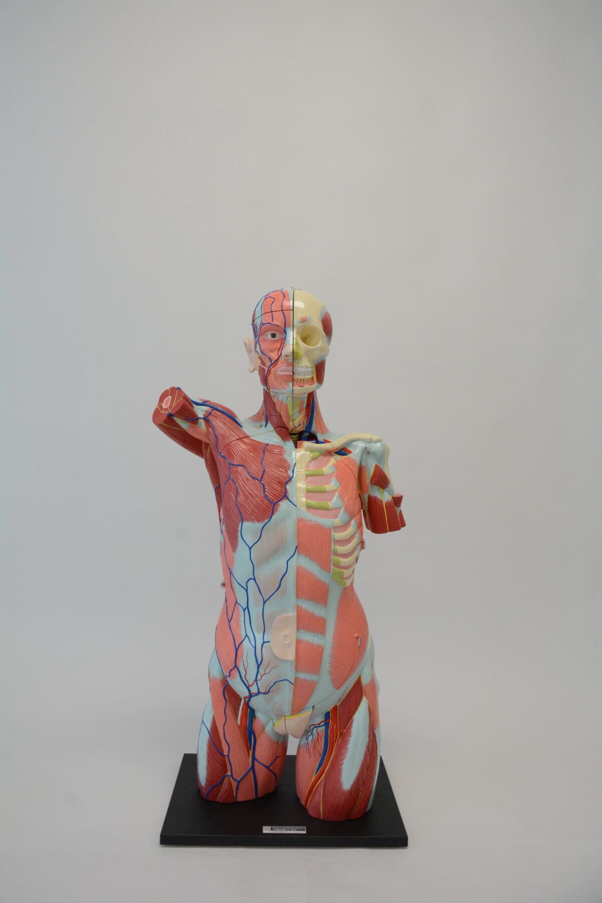 A1A Human Anatomy Torso (dual sex)