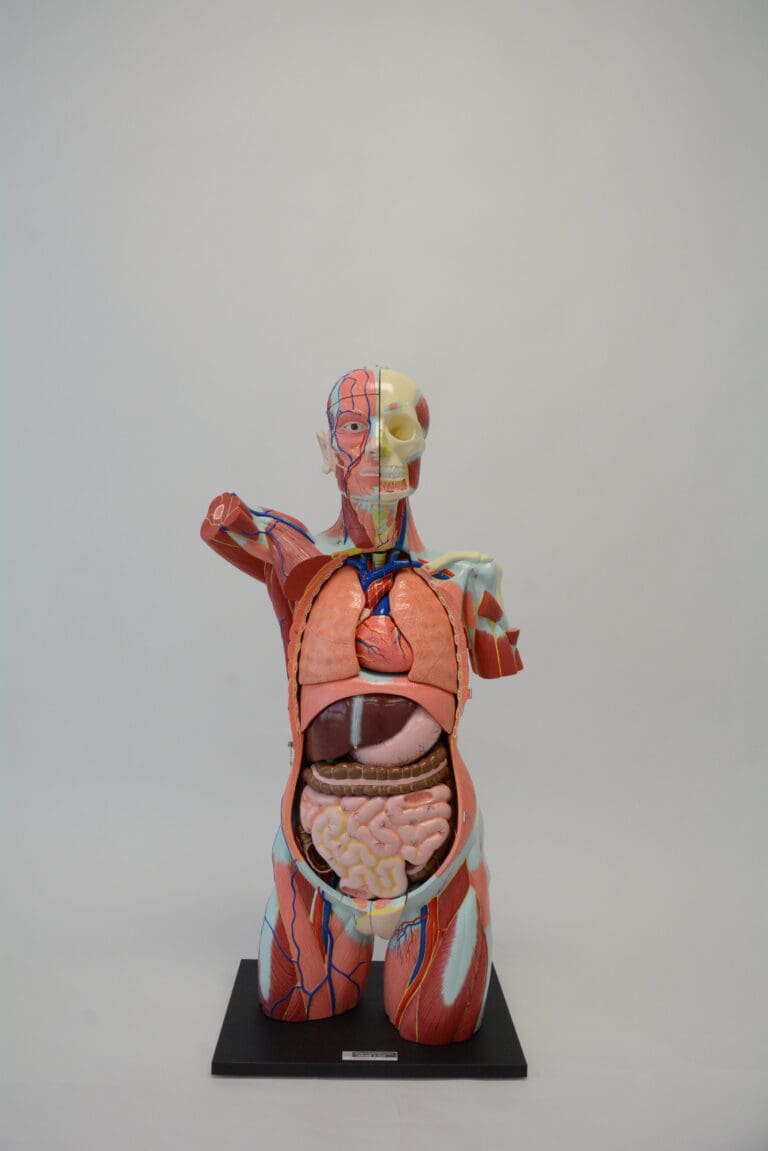 A1A Human Anatomy Torso (dual sex)