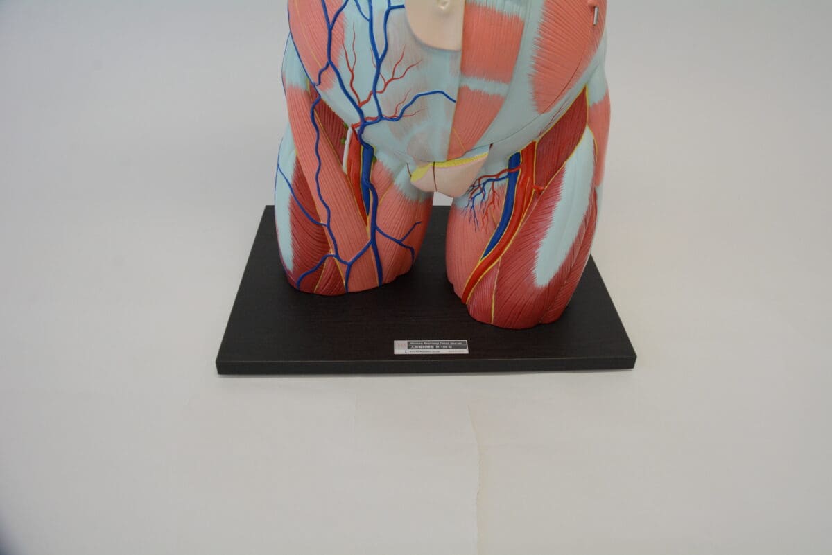 A1A Human Anatomy Torso (dual sex)