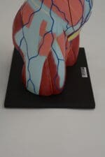 A1A Human Anatomy Torso (dual sex)