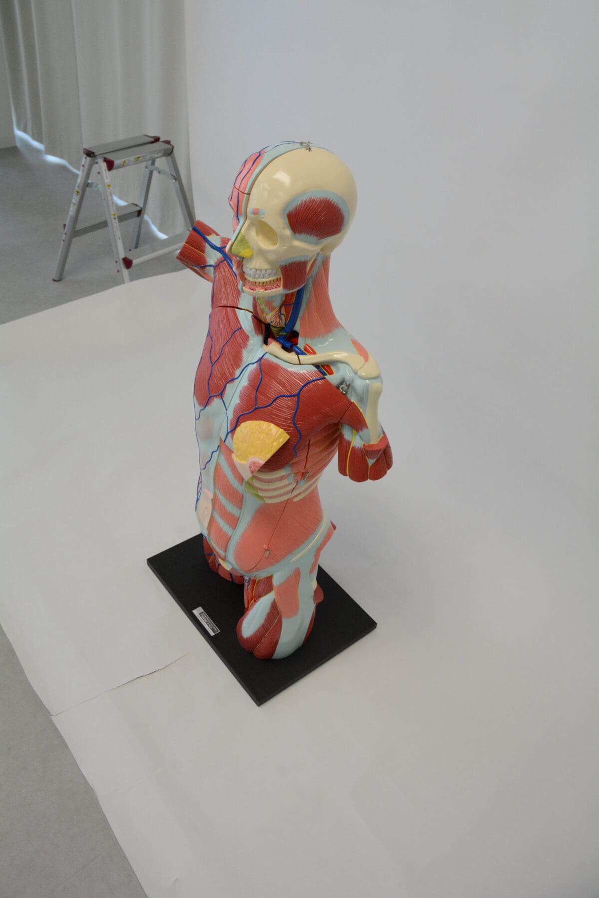 A1A Human Anatomy Torso (dual sex)