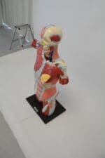 A1A Human Anatomy Torso (dual sex)