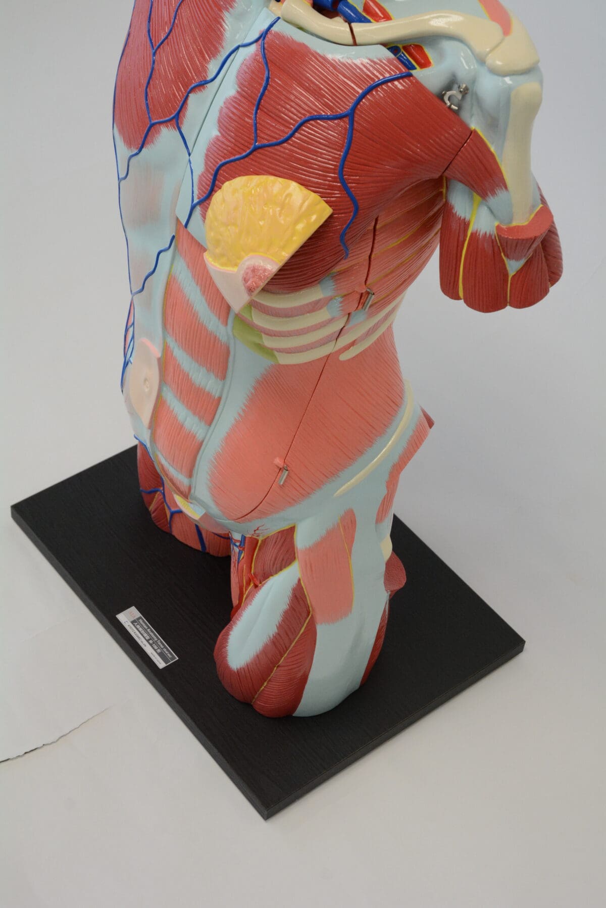 A1A Human Anatomy Torso (dual sex)