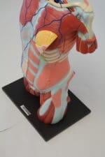 A1A Human Anatomy Torso (dual sex)