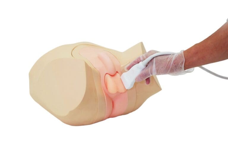 Scrotal Ultrasound Phantom US-11