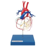A142 Coronary Artery and Conducting System Model