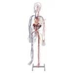 A61 Circulatory System Model