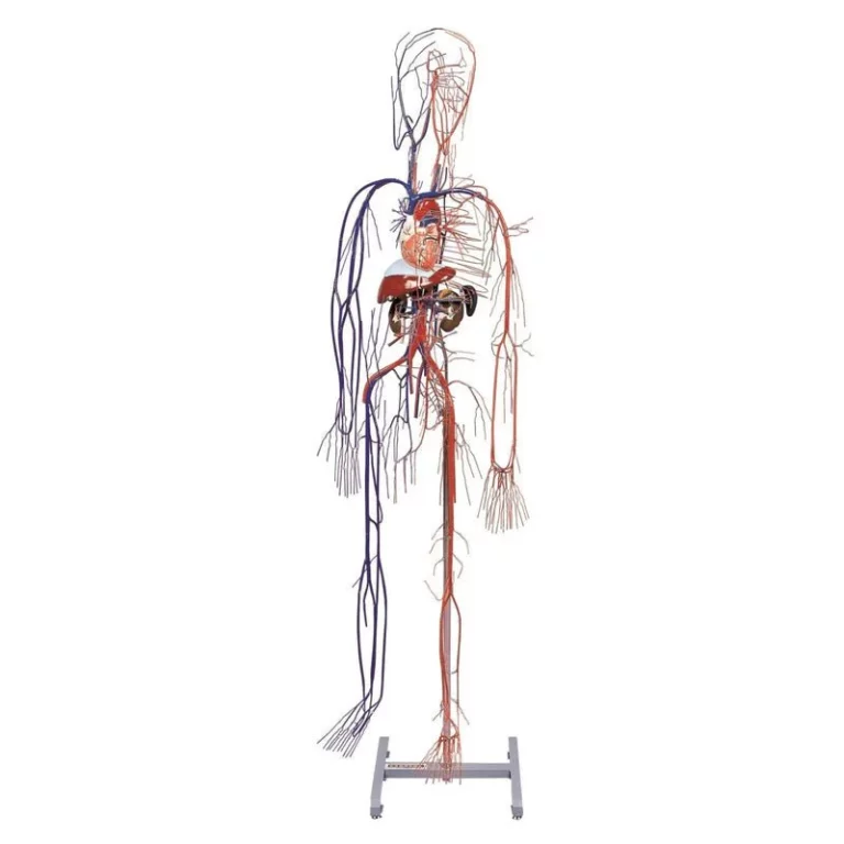 A61 Circulatory System Model