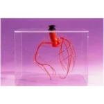 A136 Coronary Artery Model