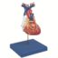 A59 Heart Anatomy B