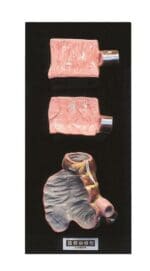 Intestines Model A71