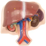 Liver, Kidneys, & Spleen Model A69