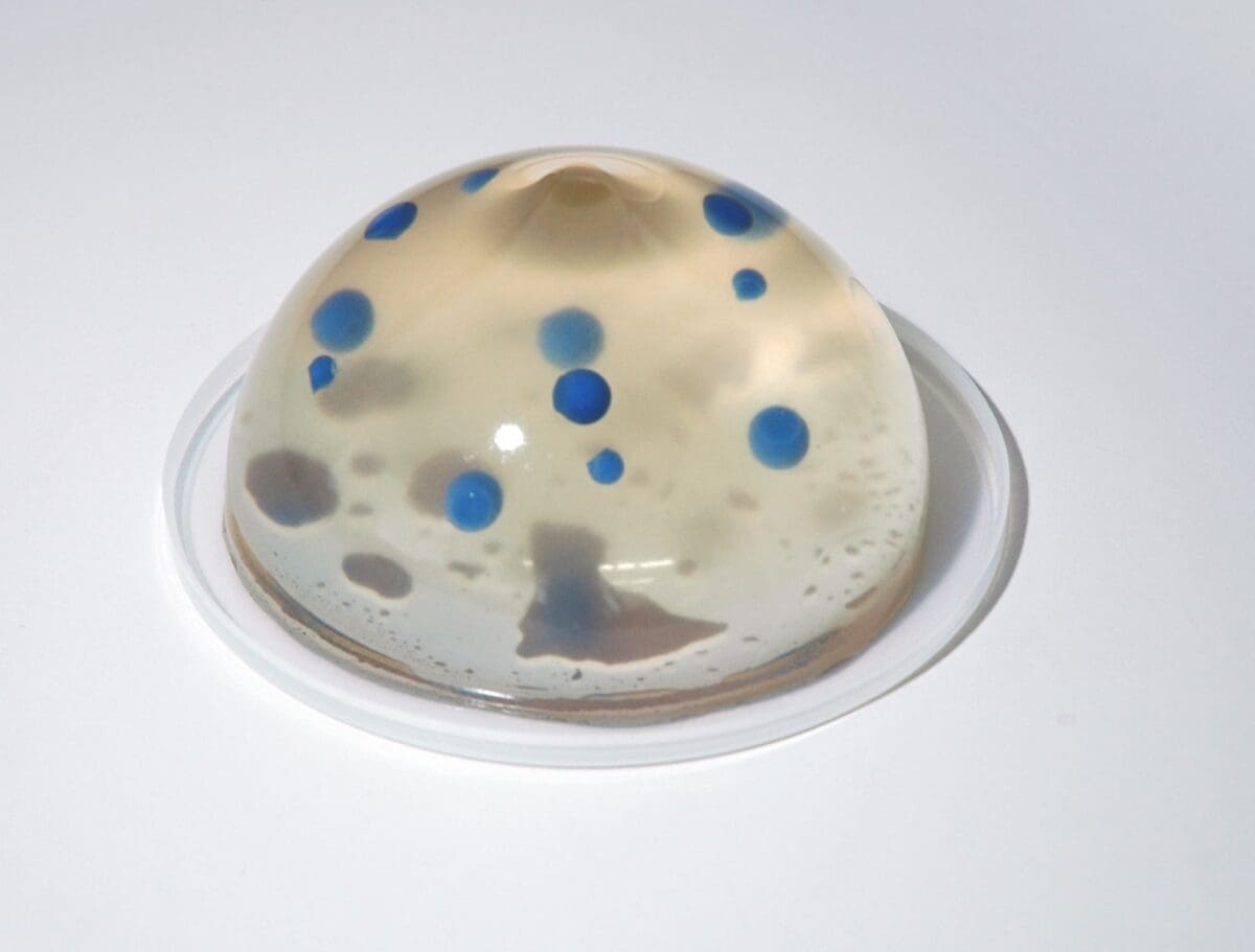 Ultrasound Guided Breast Biopsy Training Model - Duo (Transparent and Opaque) set US-9