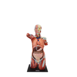 A1A Human Anatomy Torso (dual sex)
