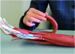 A2D Dissectible Anatomy of Arm (parts)